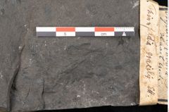Foto (Detailansicht) von Thinnfeldia gracilis Ettingshausen (NHMW-GEO-2024-0188-10315)